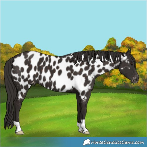 Horse Color:Liver Chestnut Near Leopard