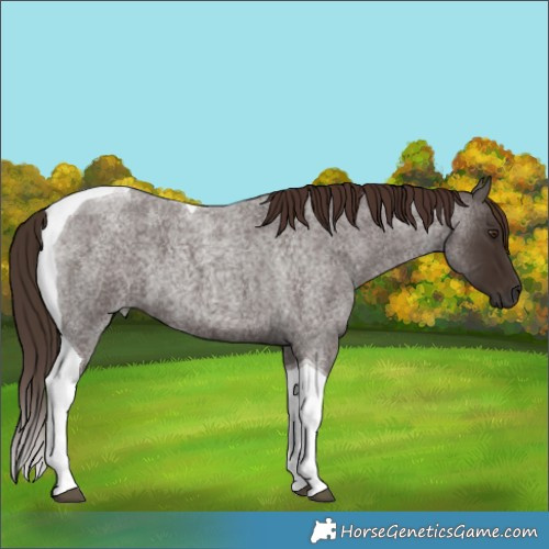 Horse Color:Liver Red Roan Tobiano 