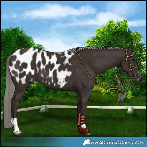Horse Color:Liver Chestnut Mushroom Near Leopard 