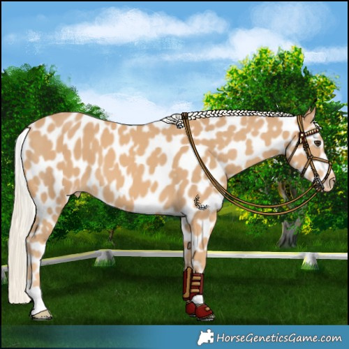 Horse Color:Chestnut Mushroom Leopard