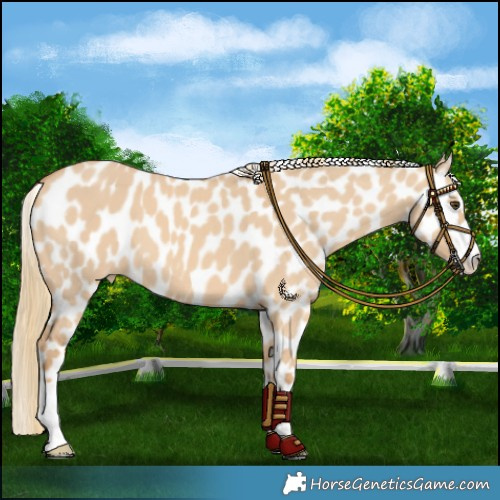 Horse Color:Red Dun Mushroom Leopard 