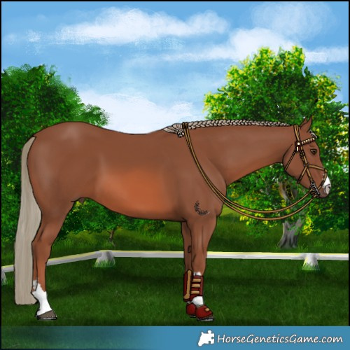 Horse Color:Chestnut Mushroom 