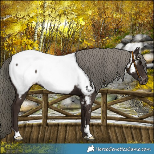 Horse Color:Liver Chestnut Mushroom Near Fewspot 