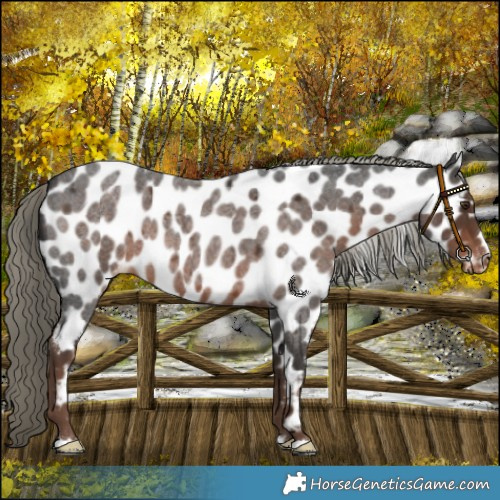 Horse Color:Liver Red Roan Mushroom Near Leopard 