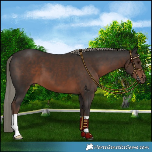 Horse Color:Liver Chestnut Mushroom