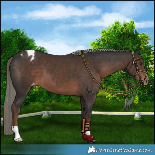Horse Color:Liver Chestnut Mushroom Varnish