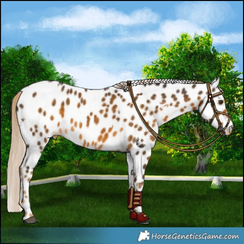 Horse Color:White Spotted Chocolate Palomino Mushroom Near Leopard