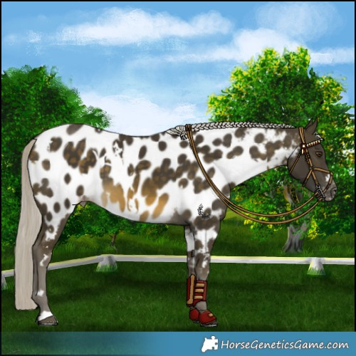 Horse Color:White Spotted Silver Buckskin Mushroom Near Leopard 