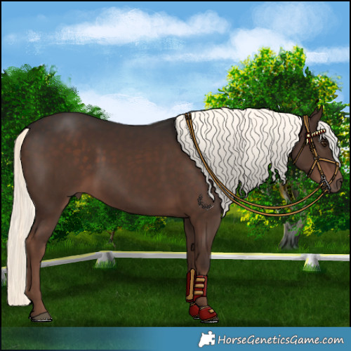 Horse Color:Liver Chestnut Mushroom 