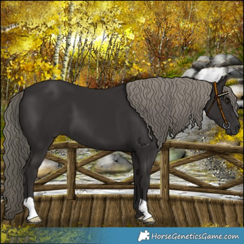 Horse Color:Liver Chestnut Mushroom 