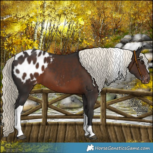 Horse Color:Liver Chestnut Mushroom Tobiano Blanket 