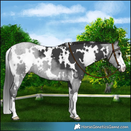Horse Color:White Spotted Black 