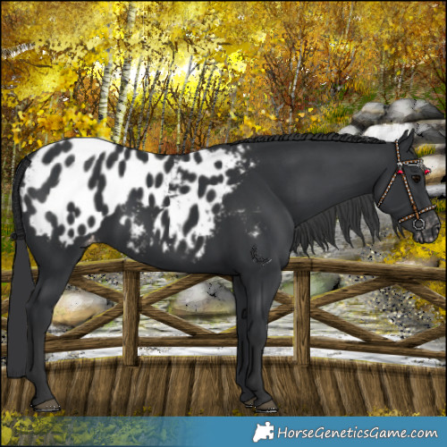 Horse Color:Black Blanket