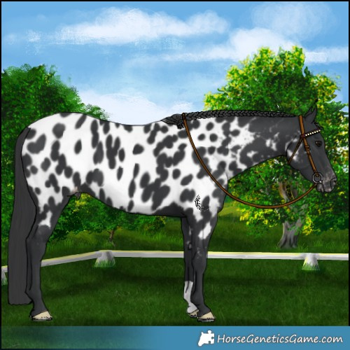 Horse Color:Black Near Leopard 