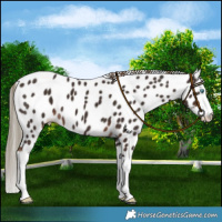 Horse Color:Liver Chestnut Splash Leopard 