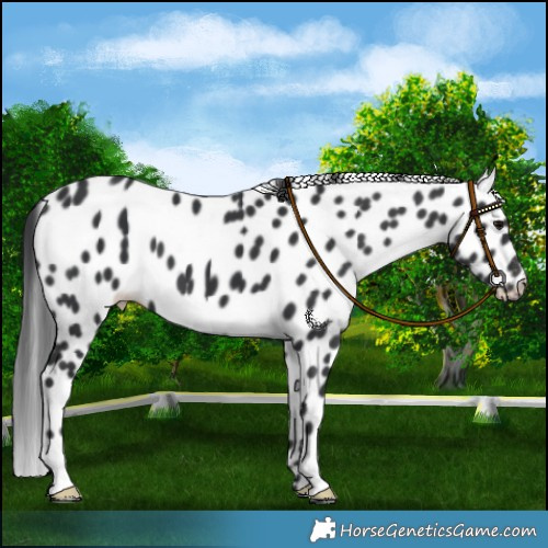 Horse Color:Black Leopard 