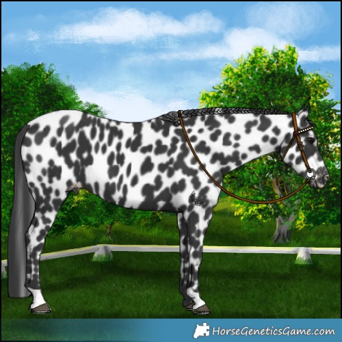 Horse Color:Black Leopard