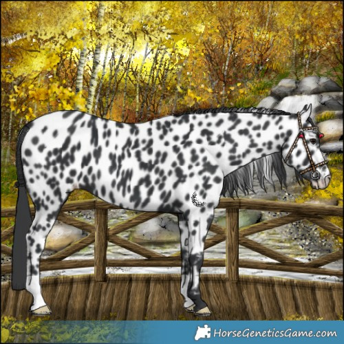 Horse Color:Black Leopard 