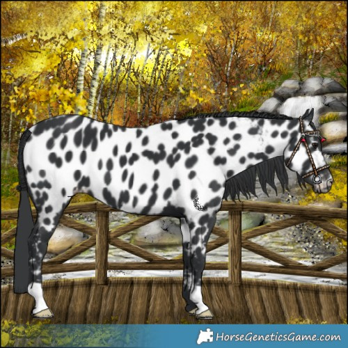 Horse Color:Black Near Leopard