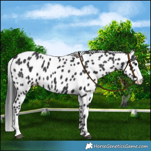 Horse Color:Black Leopard Rabicano 