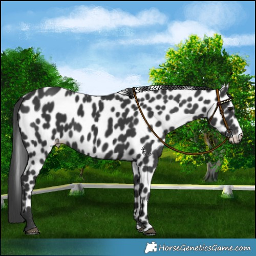 Horse Color:Black Leopard