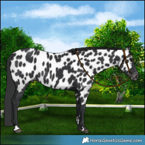 Horse Color:Black Near Leopard Rabicano