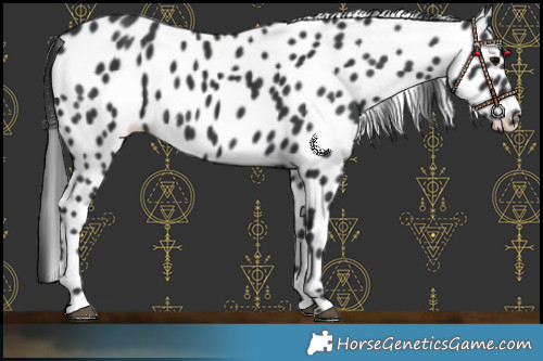 Horse Color:Black Leopard 
