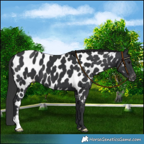 Horse Color:Black Near Leopard 