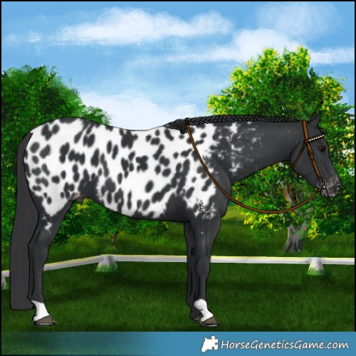 Horse Color:Black Near Leopard 