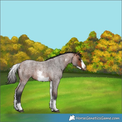 Horse Color:White Spotted Bay Roan Frame