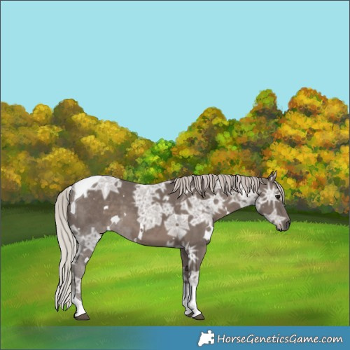 Horse Color:White Spotted Silver Black Ice Tobiano