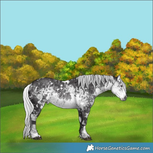 Horse Color:White Spotted Silver Smoky Black Chinchilla Ice Rabicano