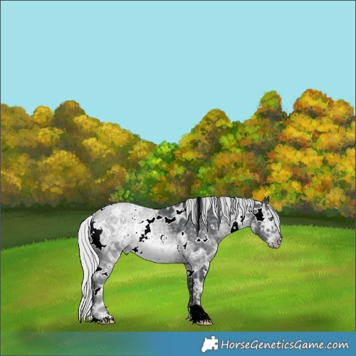 Horse Color:White Spotted Silver Black Chinchilla Ice