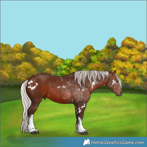 Horse Color:White Spotted Silver Brown