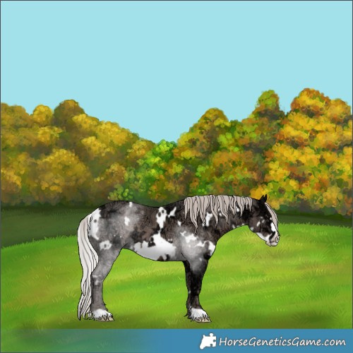 Horse Color:White Spotted Silver Black Ice Frame Rabicano 
