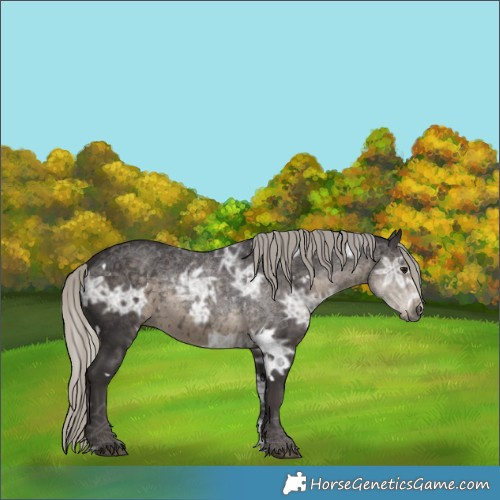 Horse Color:White Spotted Silver Smoky Black Ice 