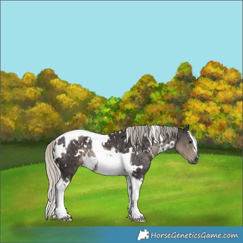 Horse Color:White Spotted Silver Smoky Black Tobiano 