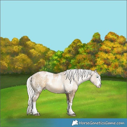 Horse Color:White Spotted Silver Buckskin Pearl Rabicano