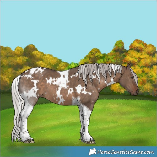 Horse Color:White Spotted Silver Brown Dun Tobiano 