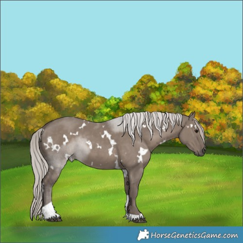 Horse Color:White Spotted Silver Grullo Tobiano 