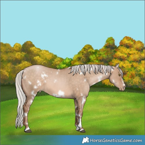 Horse Color:White Spotted Silver Brown Pearl Dun 