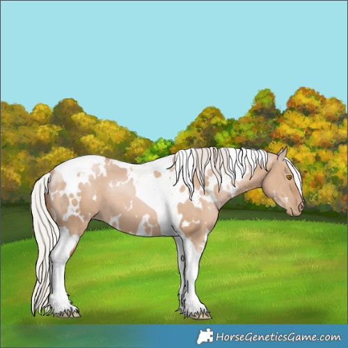 Horse Color:White Spotted Silver Grullo Pearl Tobiano 