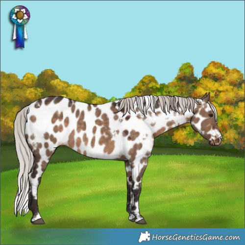 Horse Color:White Spotted Silver Brown Dun Appaloosa