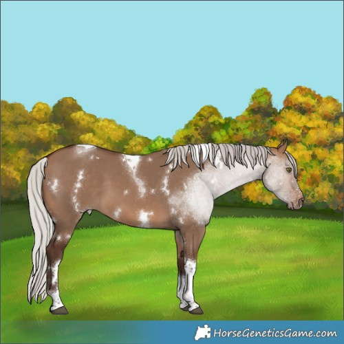 Horse Color:White Spotted Silver Brown Dun Tobiano 