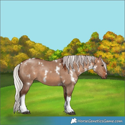 Horse Color:White Spotted Silver Brown Dun Tobiano 