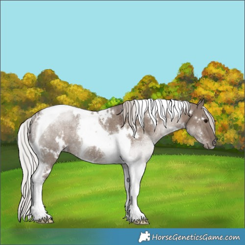 Horse Color:White Spotted Silver Grullo Tobiano Rabicano