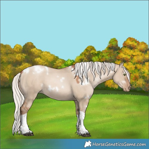 Horse Color:White Spotted Silver Grullo Pearl Tobiano 