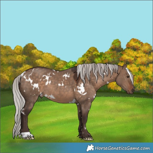Horse Color:White Spotted Silver Brown Dun 