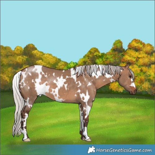 Horse Color:White Spotted Silver Brown Dun