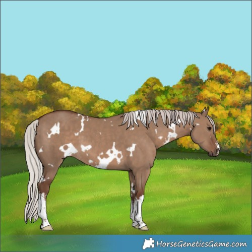 Horse Color:White Spotted Silver Grullo